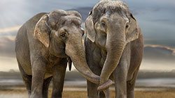 Olifant